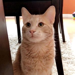 Meet your Posher, Albana